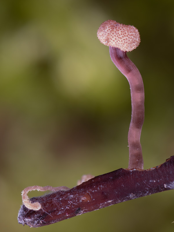 Claviceps purpurea